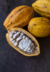 cocoa fruit