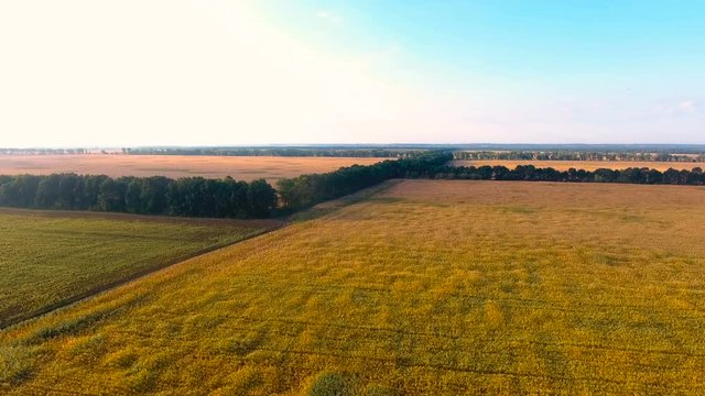Golden fields outspreading far into distance separated by lines of tree-planting