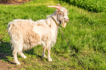 Fototapeta premium White male goat grazing