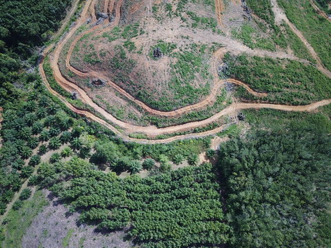 Deforestation. Aerial photo of logging in Thailand. Rainforest destroyed for palm oil plantations
