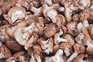 mushrooms Armillaria ostoyae also known as Armillaria solidipes