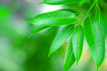 fresh green leaves, on the green background
