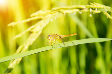dragonfly