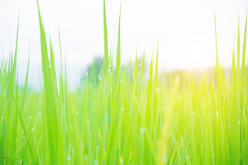 droplet on rice paddy