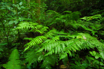 Plants in tropical forest.