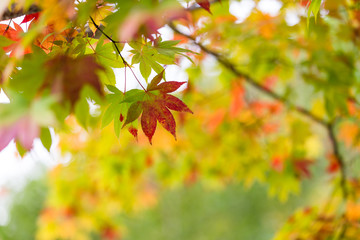 Maple leave changing color