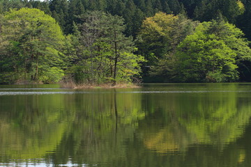 Fototapeta na wymiar 新緑の数河池　鳥海山の麓の溜池　Sakata, Yamagata, Japan