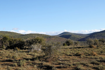 Fototapeta na wymiar Open landscape of Addo Elephant National Park in Summer, South Africa