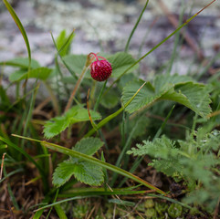 Wild strawberries macro growing wild strawberries