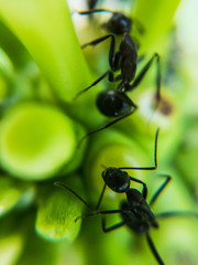 Close-up photography of ants