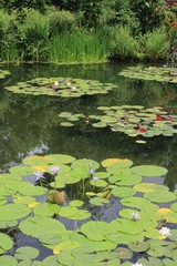 フランスジヴェルニー、モネの庭