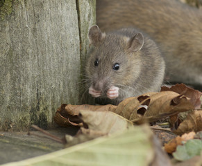 Brown rat