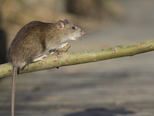 Brown rat