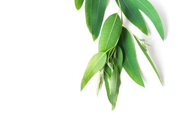 Branch and leaves of eucalyptus on white background