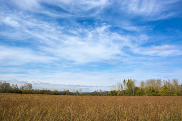 Fototapeta premium fields with crap
