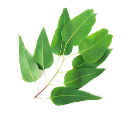 Branch and leaves of eucalyptus on white background © mraoraor