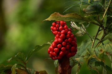 グロテスクなマムシグサの実