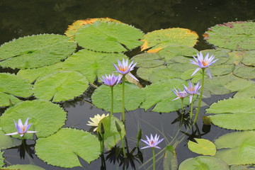 睡蓮の花