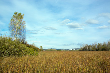 Fototapeta na wymiar fields with buckwheat skyline