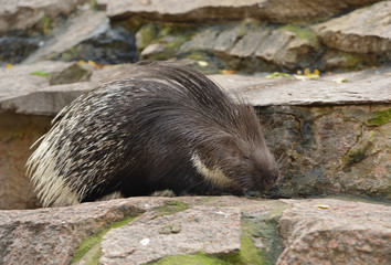 Funny Indian crested porcupine (Hystrix indica), or Indian porcupine