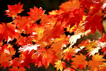 Autumn leaves of Sapporo park　