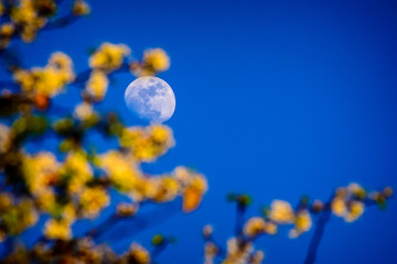 Flowers and the moon