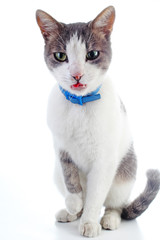 Funny cat. Cat collar