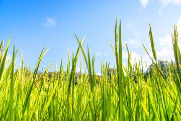 Fototapeta premium Rice field with blue sky.