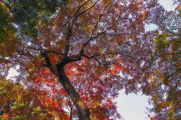 大興善寺の紅葉