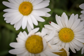 Obraz premium Lady bug on a daisy