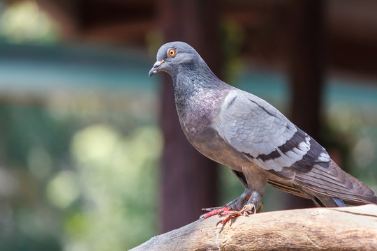 Rock pigeon or Rock dove on a tree branch. Portrait of Rock Pigeon. Bird on a tree branch with nature background.