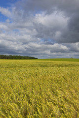 barley and storm clouds