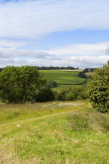 hedgerows and wildflowers