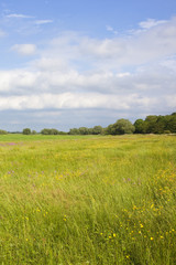 Fototapeta premium meadow with wildflowers