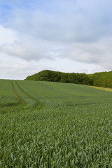 hillside wheat field