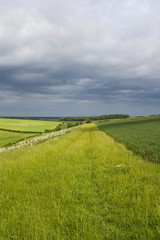 stormy skies and wheat