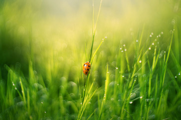 Ladybug in morning light on a grass with dew  blur background
