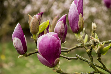 Magnolia 'Purple Eye'