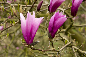 Magnolia 'Ann'