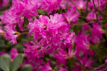 Rhododendron 'Ostara'