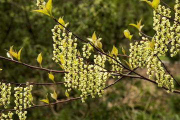 A flowering branch of Stachyurus chinensis