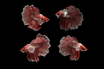 Halfmoon Betta Fish