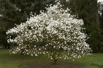 A Magnolia stellata in full flower