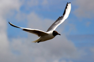 Mouette