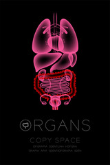 Female Organs X-ray set, Large Intestine infection concept idea red color illustration isolated glow in the dark background, with Organ text icon and copy space