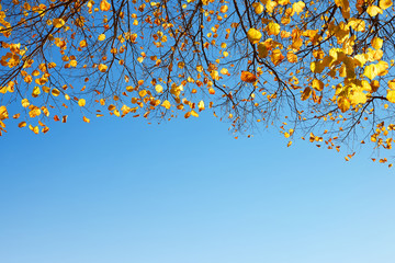 Colorful autumn leaves on branches of linden tree with blue sky.