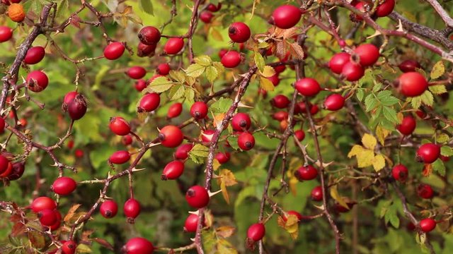 Rosa canina hips
