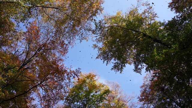 Baumkronen und fallende Bl&auml;tter im Herbst