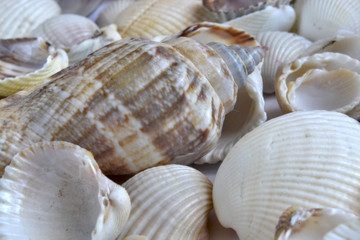 Sea shells