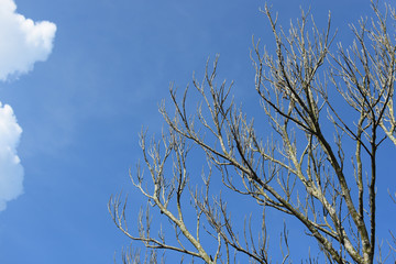 Dry branches against the sky background